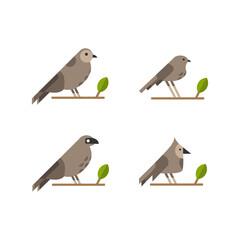 Set of illustration animal bird collection design isolated on white background
