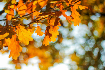 Fototapeta na wymiar oak branches in autumn. bright foliage in the sun. autumn landscape