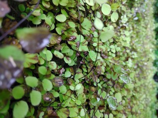 Natural beauty ( green world ) 