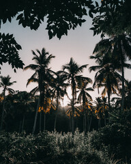 palm trees at sunset