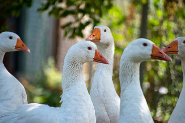 group of geese