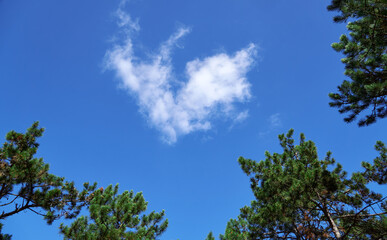 Obraz premium forest on a bright day, cloud in a branches frame - beautiful autumn landscape and wildlife