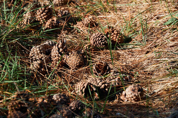 forest on a bright day, cones on the trail - beautiful autumn landscape and wildlife