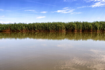 Beautiful calm lake with reeds on summer day