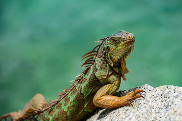 Iguana iguana, also known as the American iguana. A close-up of a green iguana.