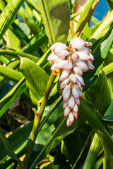 Obraz premium Close-up on exotic tropical pink flower 