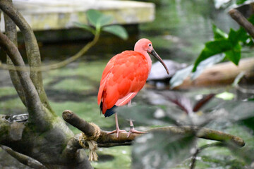 Scarlet Ibis