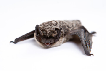 Parti-coloured bat on white background. Vespertilio murinus.