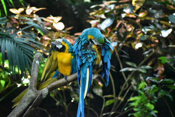 Blue and Gold Macaws