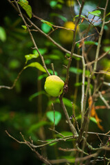 Chaenomeles japonica (Japanese flowering quince) branches with ripening fruits