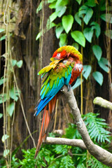 Parrot Resting