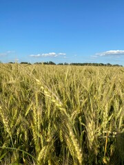 field of wheat