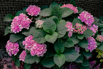 Blooming pink flowers hydrangea with dark green leaves