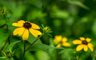 Yellow flowers Rudbeckia triloba or Brown-eyed Susan, three-lobed or thin-leaf coneflower in sunny garden on blurred green background. Soft selective close-up focus. Place for your text