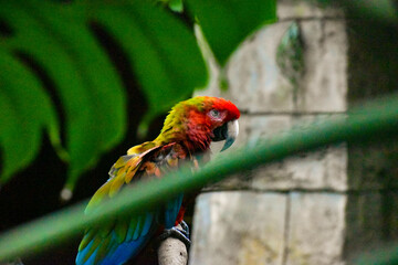 Parrot Through Leaves