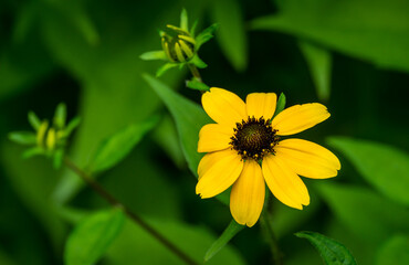 Yellow flowers Rudbeckia triloba or Brown-eyed Susan, three-lobed or thin-leaf coneflower in sunny garden on blurred green background. Soft selective close-up focus. Place for your text