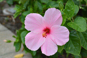 Pink Hibiscus Flower