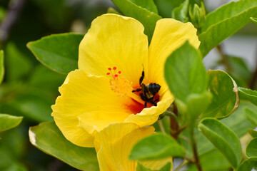 Bee on Yellow Hibiscus