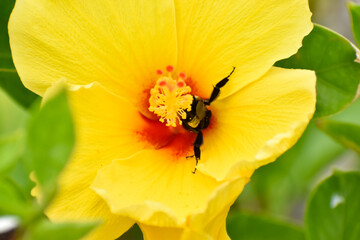 bee on yellow flower