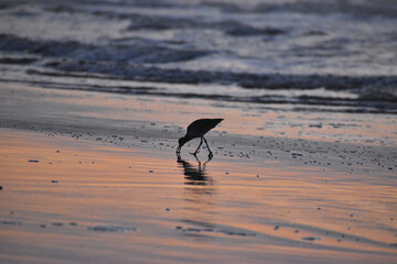 bird on the beach
