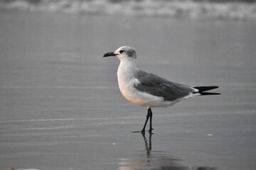 seagull on the beach