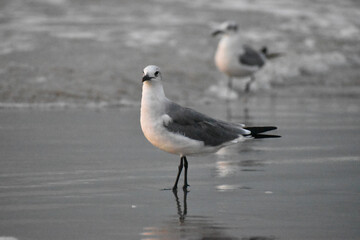 seagulls on the shore