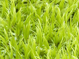 Fototapeta na wymiar Texture from marko photo of moss