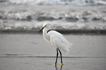 great white heron