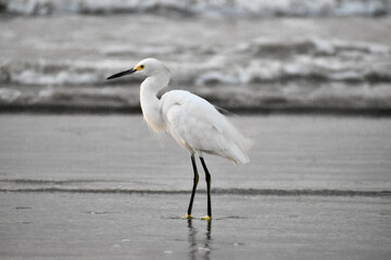 great white heron