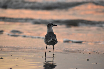 bird on the beach