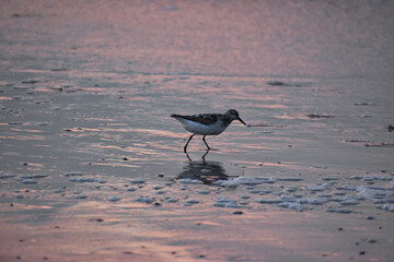 bird on the beach