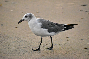 seagull on the sand