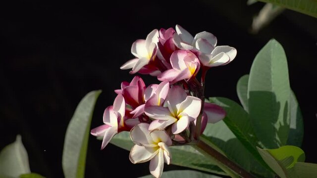 Blooming plumeria flower