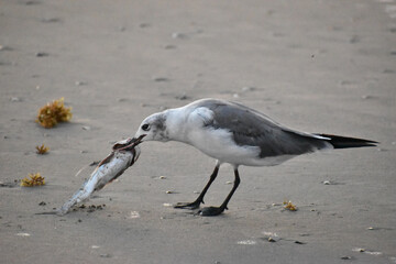 Seagull with fish