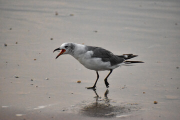 Seagull cry