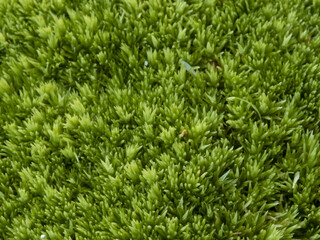 Texture from marko photo of moss