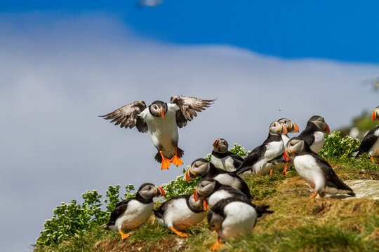 Papapgeientaucher - Puffin - fratercula arctica