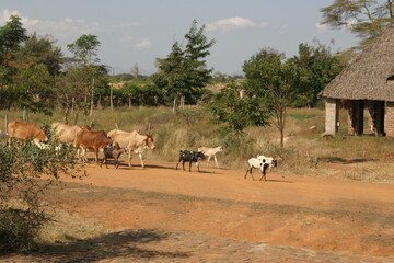 Kenya