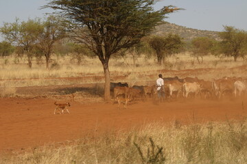 Fototapeta premium Kenya