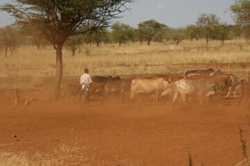 Fototapeta na wymiar Kenya