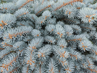 Naklejka na ściany i meble Blue spruce, green spruce. Shot of blue spruce branches for background