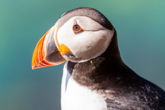 Papapgeientaucher - Puffin - fratercula arctica
