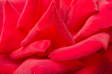 Macro Shot Of Velvety Red Rose Petals