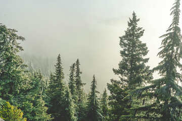 Fog surrounding trees on mountainside 