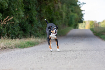 appenzeller dog running very fast through the countryside