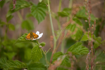Fototapeta na wymiar white butterfly on a flower on a warm summer day in the meadow