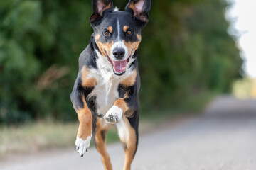 Naklejka na ściany i meble appenzeller dog running very fast through the countryside