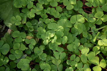 Natural texture and pattern. Closeup view of Trifolium repens, also known as White Clover, beautiful green leaves, growing in the garden. 