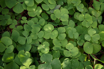 Natural texture and pattern. Closeup view of Trifolium repens, also known as White Clover, beautiful green leaves, growing in the garden. 