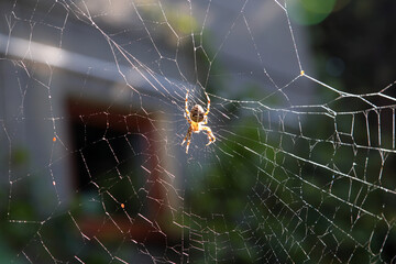 pająk krzyżak - obrazy, fototapety, plakaty